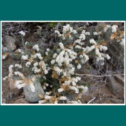 216-Atacama-Blumen-Heliotropium filifolium.jpg